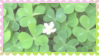 clovers and flower